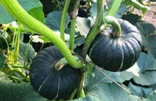 网红本质吃瓜视频,揭秘网红吃瓜视频背后的娱乐真相  第3张